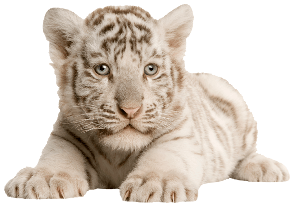 Wandtattoos: Weißer Tiger Cub