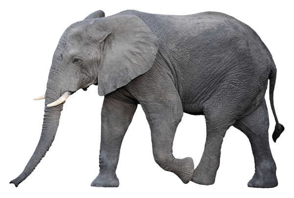 Wandtattoos: Elefanten gehen