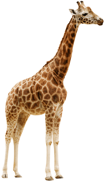 Wandtattoos: Giraffe