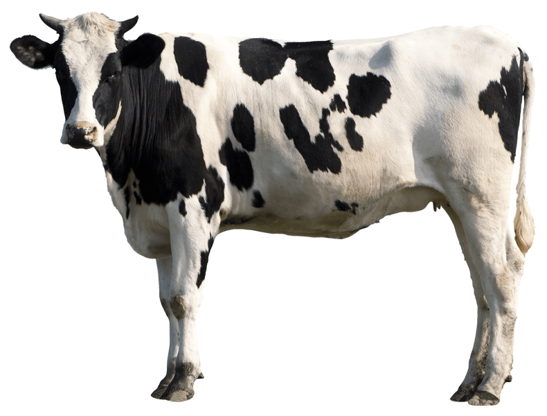 Wandtattoos: Holstein-Kuh