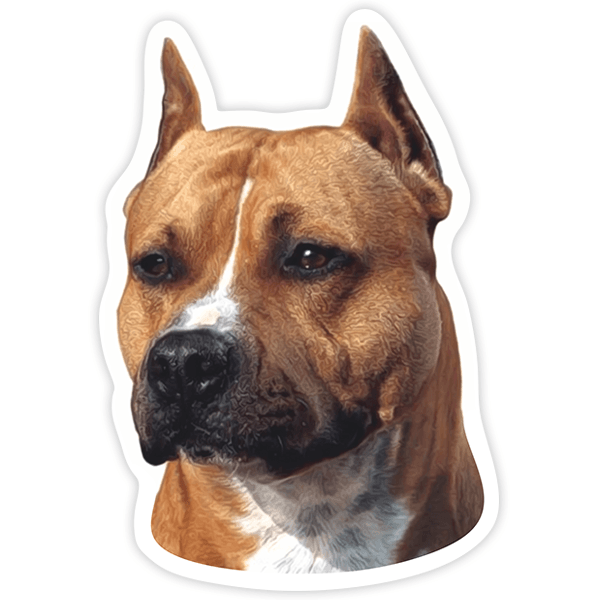 Aufkleber: American Staffordshire Terrier