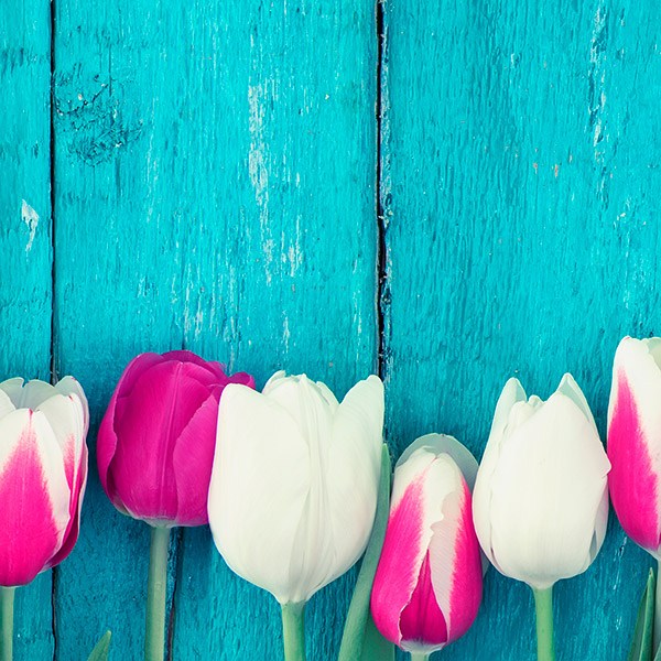 Wandtattoos: Rosa und weiße Tulpen