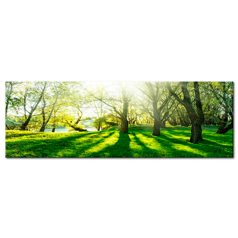 Andere produkte: Sonnenstrahlen zwischen Bäumen
