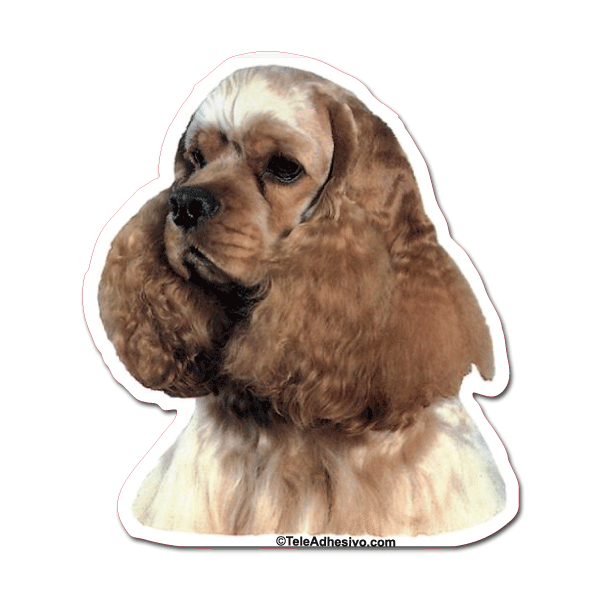 Aufkleber: Ascob Cocker Spaniel