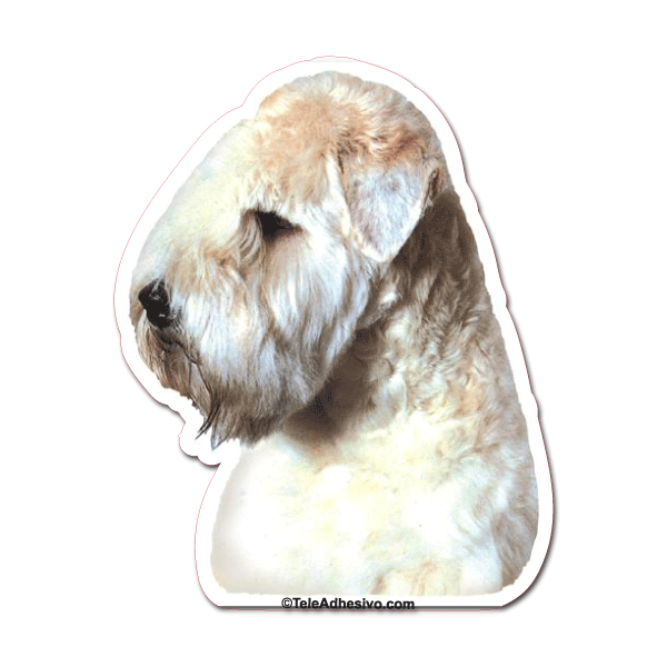 Aufkleber: Soft Coated Wheaten Terrier