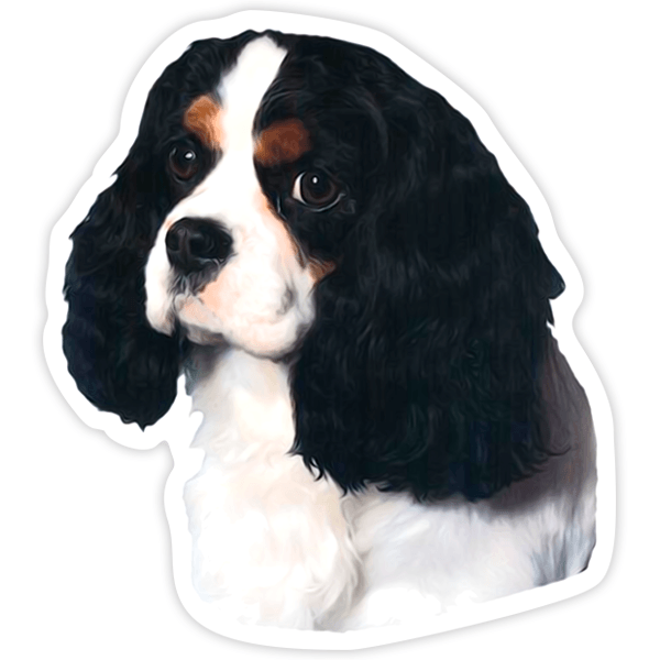 Aufkleber: Kavalier König Charles Spaniel