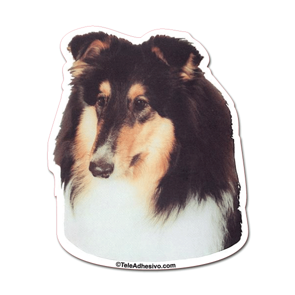 Aufkleber: Tri-color Rough Collie
