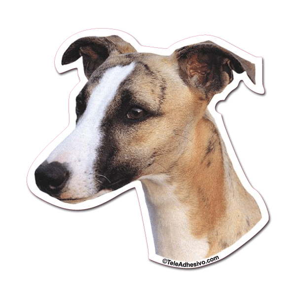 Aufkleber: Whippet