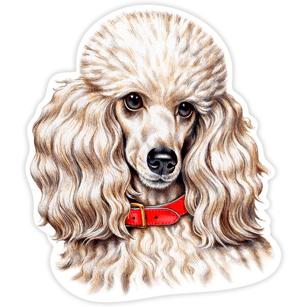 Aufkleber: White Miniature Poodle