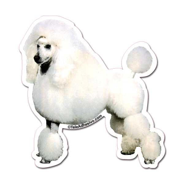 Aufkleber: White Poodle
