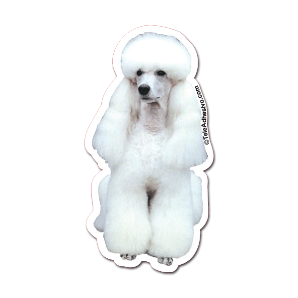 Aufkleber: White Toy Poodle
