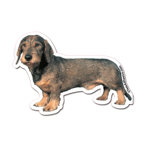 Aufkleber: Wirehaired Dachshund