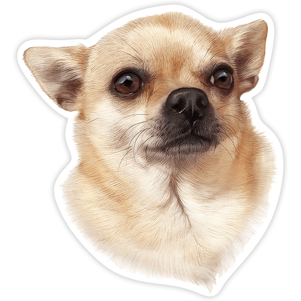 Aufkleber: Männlicher Chihuahua