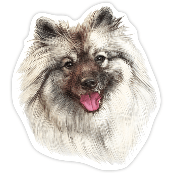 Aufkleber: Zwergspitz (Pomeranian)