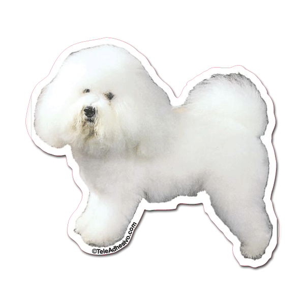 Aufkleber: Bichon Frise