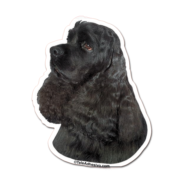 Aufkleber: Black Cocker Spaniel