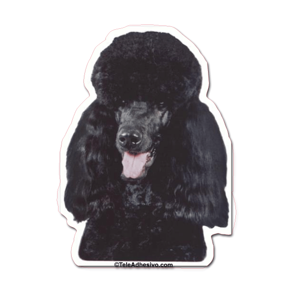 Aufkleber: Black Miniature Poodle