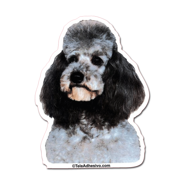 Aufkleber: Black Toy Poodle