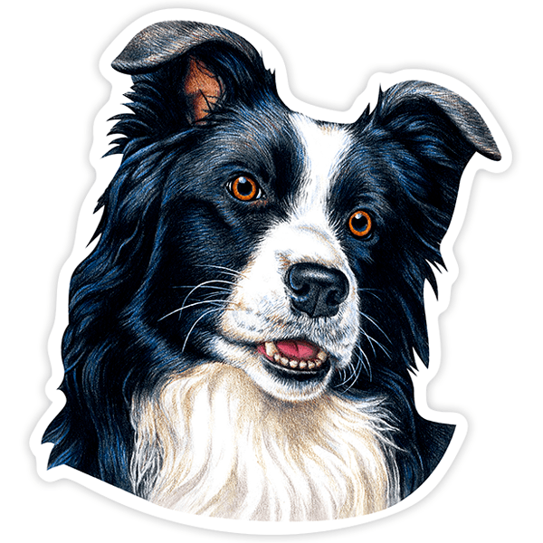 Aufkleber: Border Collie