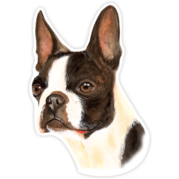 Aufkleber: Boston Terrier