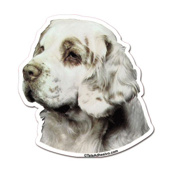 Aufkleber: Clumber Spaniel