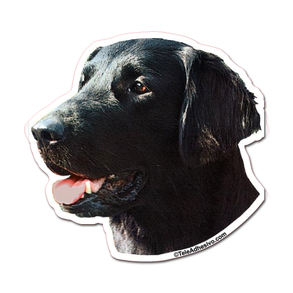 Aufkleber: Flat-coated Retriever