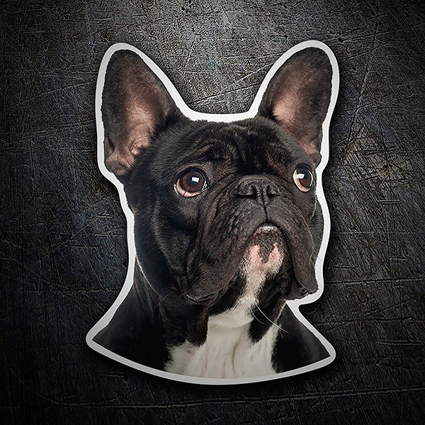 Aufkleber: Französische Bulldogge