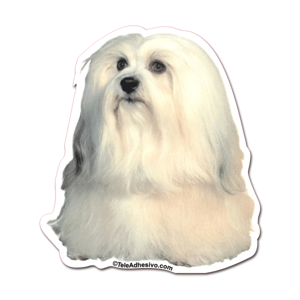 Aufkleber: Havanese Sticker