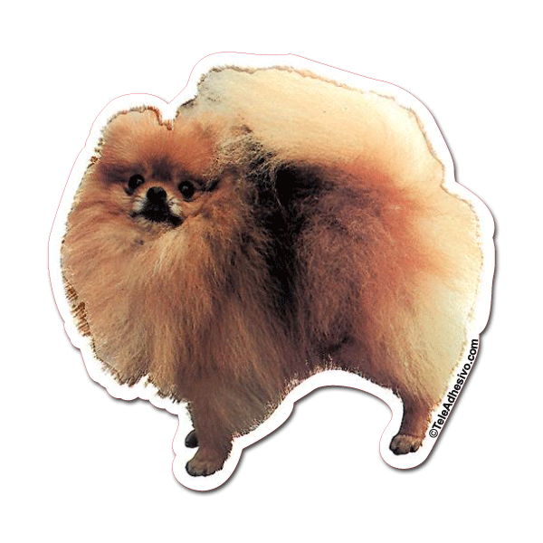 Aufkleber: Pomeranian