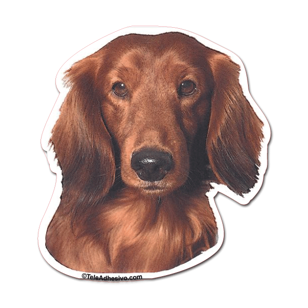 Aufkleber: Red Long-haired Dachshund