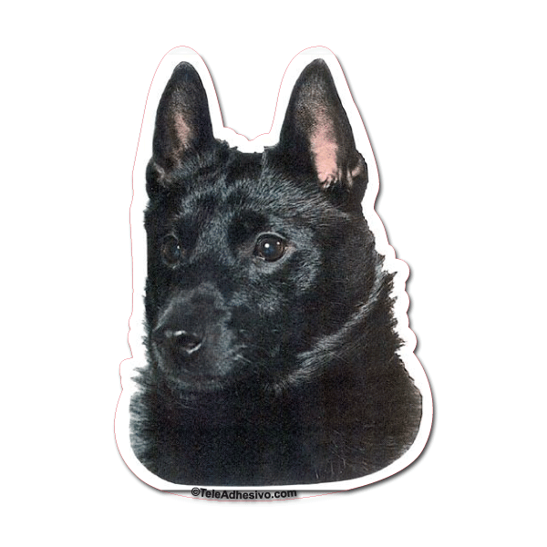 Aufkleber: Schipperke