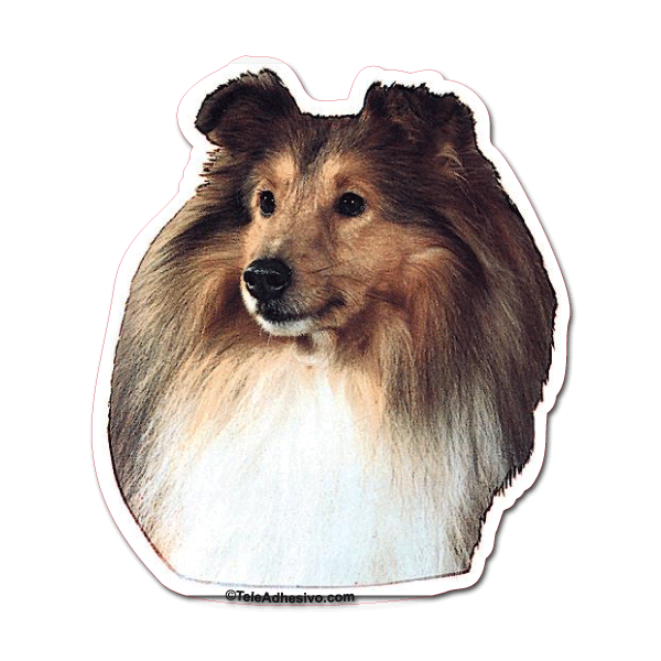 Aufkleber: Shetland Sheepdog