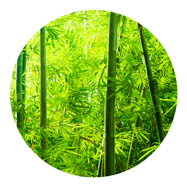 Wandtattoos: Bambuswald
