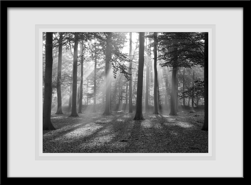 Wandtattoos: Wald Licht