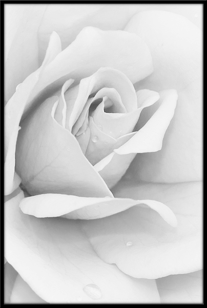 Wandtattoos: Bild Weiße Rose