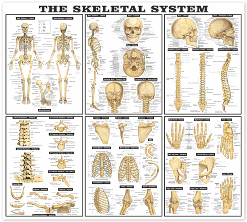 Wandtattoos: Die Skelett-Systems