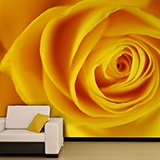Fototapeten: Gelbe Rose 3