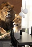 Fototapeten: Lion und Löwin 2