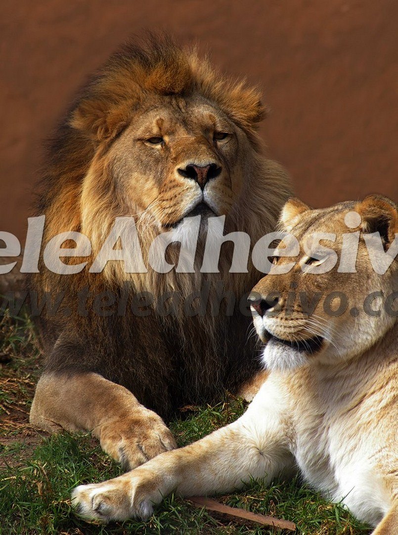 Fototapeten: Lion und Löwin