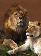 Fototapeten: Lion und Löwin 3
