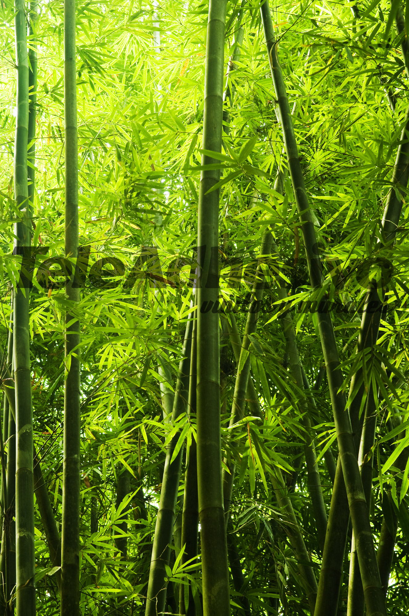 Fototapeten: Bambus