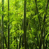 Fototapeten: Bambus 4