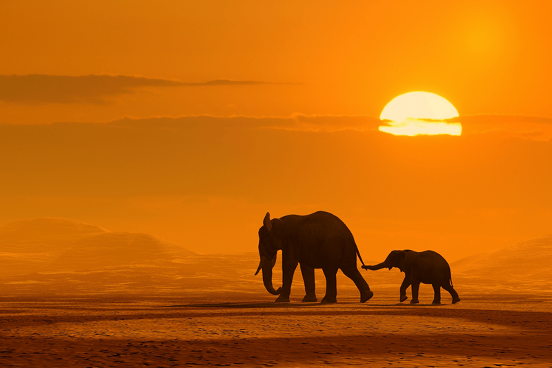Fototapeten: Elephants