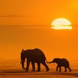 Fototapeten: Mutter und Elefantenkalb 3