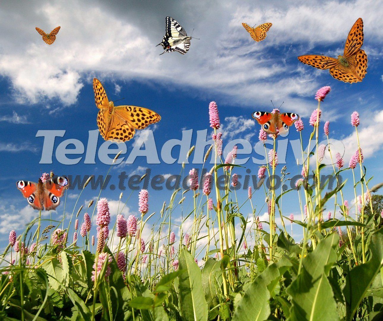 Fototapeten: Schmetterlinge im Lavendelfeld