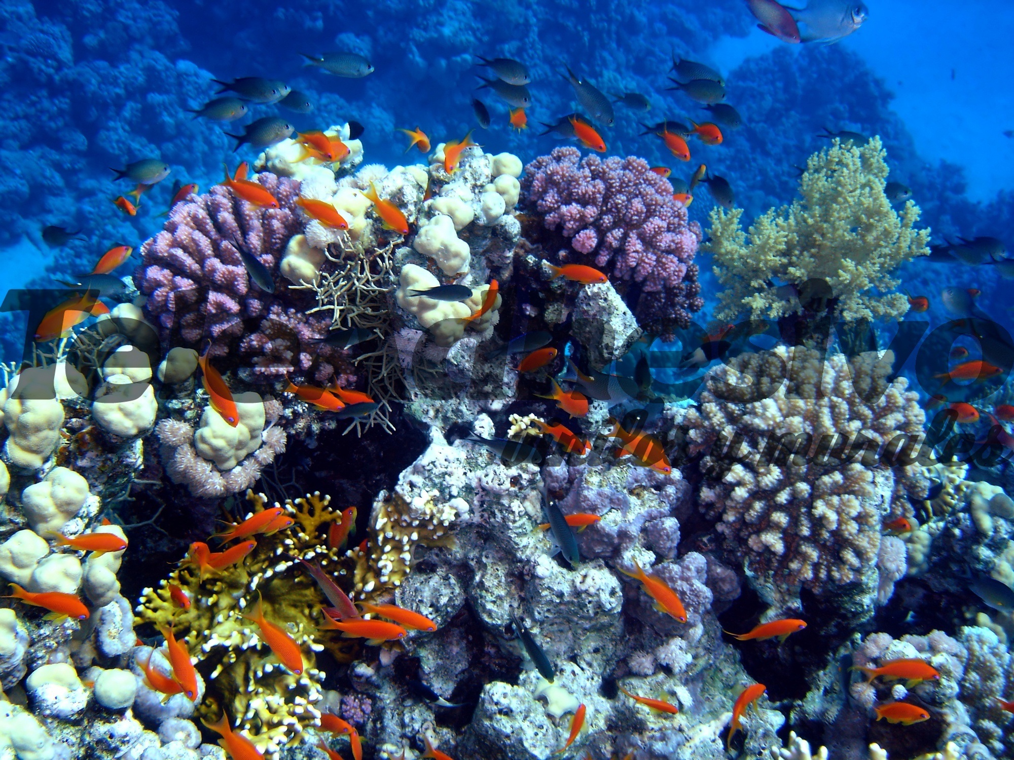 Fototapeten: Schwimmen in den Korallen