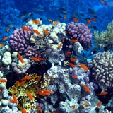 Fototapeten: Schwimmen in den Korallen 2