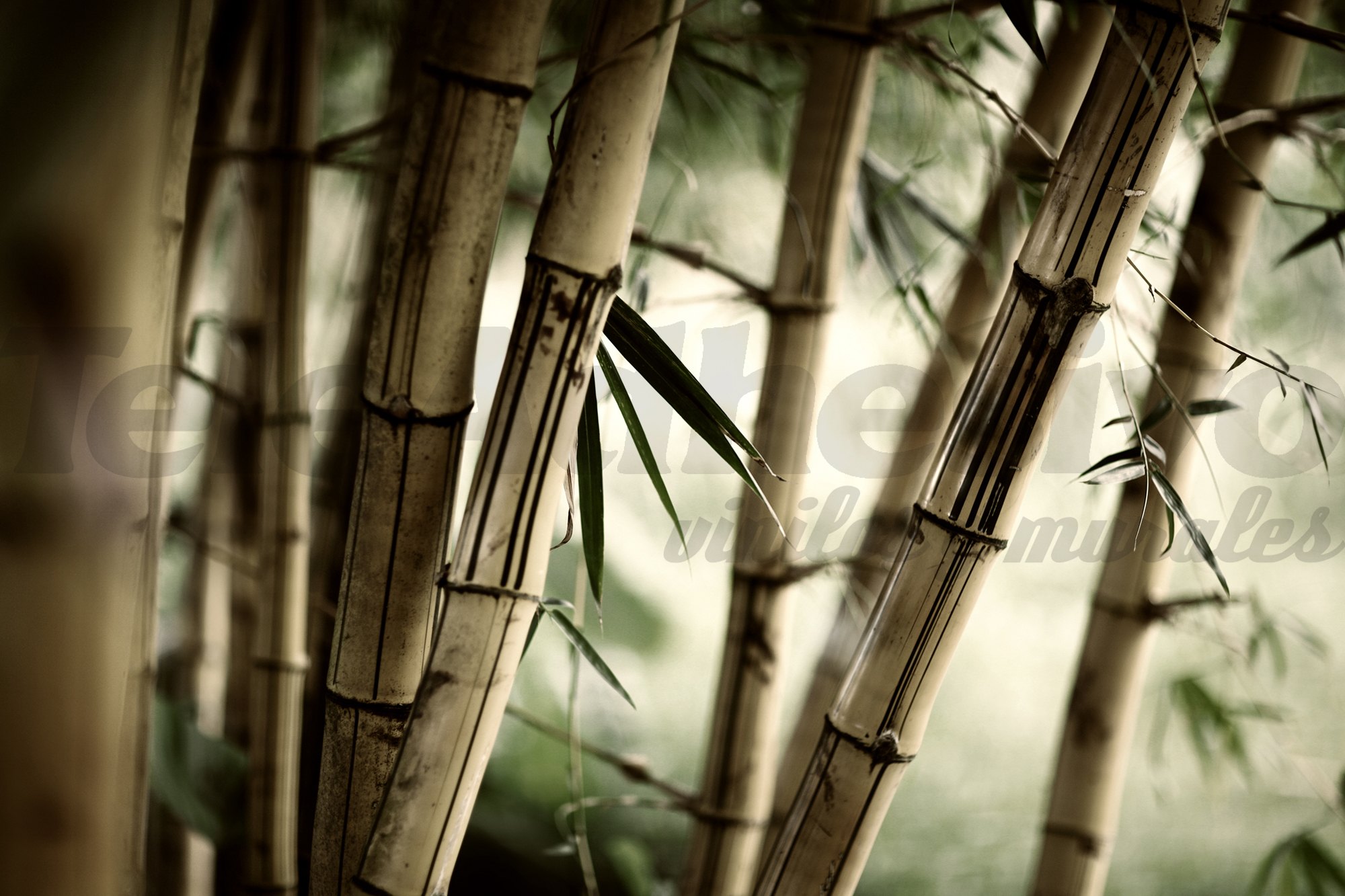 Fototapeten: Bambus-Weiß