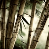Fototapeten: Bambus-Weiß 2