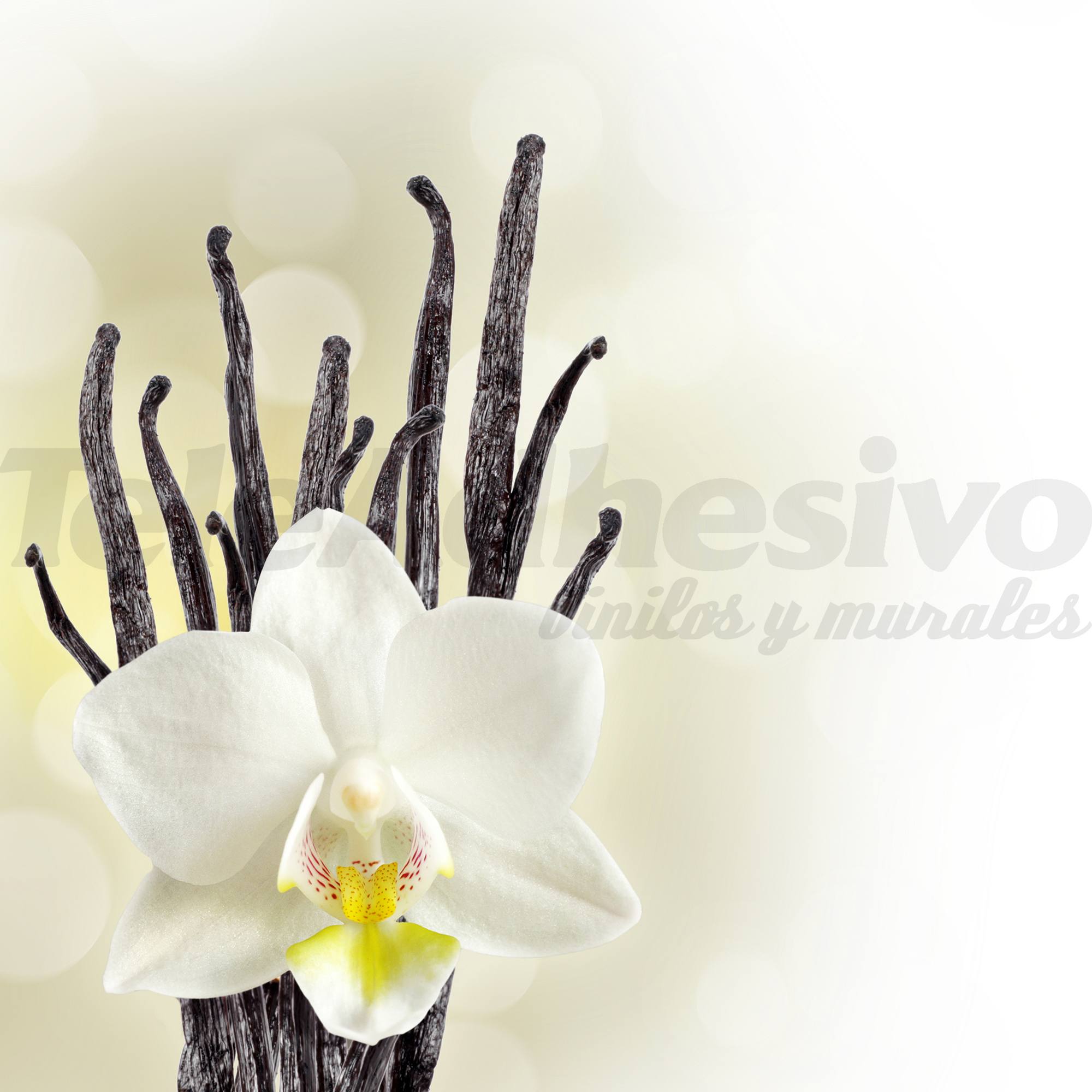 Fototapeten: White Orchid